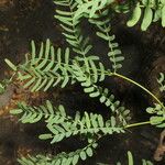 Prosopis juliflora Leaf