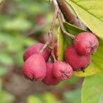 Cotoneaster integerrimusFruit