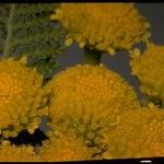 Tanacetum bipinnatum Flor