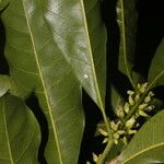 Pouteria caimito Fruit