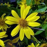 Helianthus grosseserratus Blomst