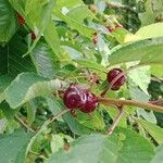 Prunus cerasus Плод