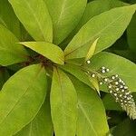 Lysimachia clethroides Leaf