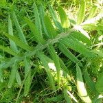 Cirsium eriophorumপাতা