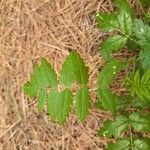 Sorbus americana Feuille