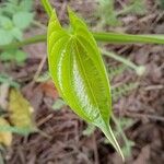 Dioscorea alata Leaf