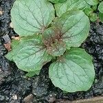 Mimulus ringens Blad