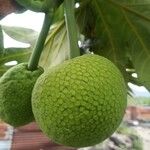 Artocarpus altilis 果