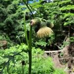 Cirsium erisithalesFlor