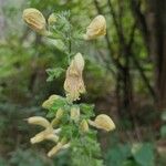 Salvia glutinosa Квітка