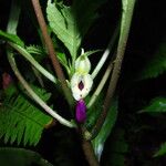 Impatiens niamniamensis Flower