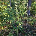 Agastache nepetoides Hábito