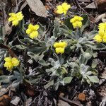 Goodenia affinis Plante entière