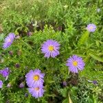 Symphyotrichum laeve Flower