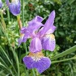 Iris sibirica Floare