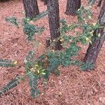 Ligustrum sinense Агульны выгляд