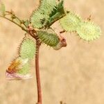 Hedysarum spinosissimum Folha