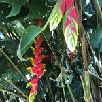 Heliconia rostrataКвітка