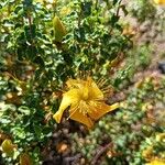 Hypericum balearicum Blüte