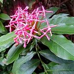 Ixora undulata Цвят