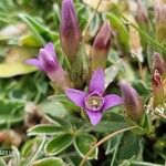 Gentianella campestrisBlüte