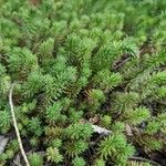 Petrosedum forsterianum Blad