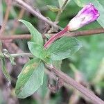 Epilobium hirsutum 葉