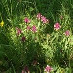 Melampyrum cristatum Flower