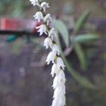 Bolusiella zenkeri Flower