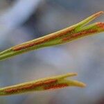 Asplenium septentrionale Plod