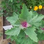 Atriplex hortensis Blatt