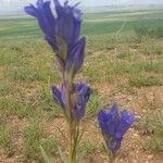 Gentiana decumbens花