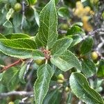 Rhamnus saxatilis Fuelha