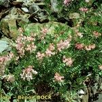 Vicia argentea Hábito