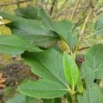 Ageratina aristei পাতা