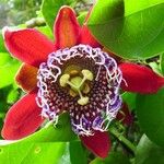 Passiflora alata Blüte