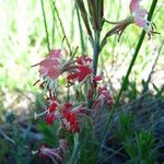 Oenothera suffrutescens പുഷ്പം