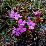 Dianthus glacialis Flor