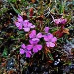 Dianthus glacialis Kwiat