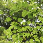 Bauhinia ungulata Hoja