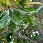 Planchonella obovata Leaf