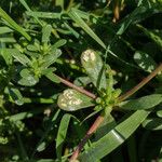 Portulaca oleraceaᱥᱟᱠᱟᱢ