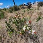 Carissa spinarum Flower