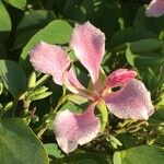 Bauhinia monandra Drugo