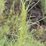 Artemisia californica Φύλλο