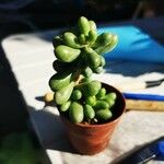 Sedum hernandezii Foglia