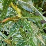 Xanthium spinosum Leaf