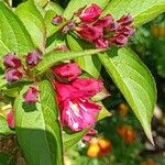 Weigela hortensis Kukka