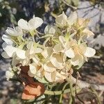 Dombeya acutangula ফুল