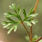 Malva aegyptia Foglia